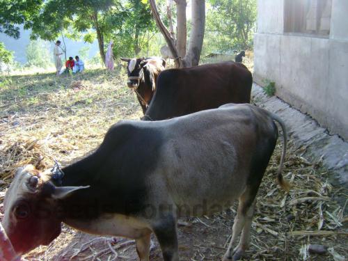 QURBANI PROJECT-1